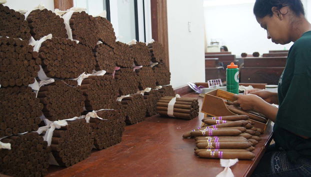 Viendo cómo se empaquetan los puros