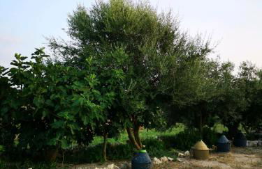 Su Cuile historical country house with barbecue - Foto 51