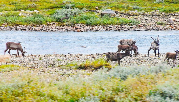 5 Person Holiday Home in Kokelv - Foto 5, Miscelánea