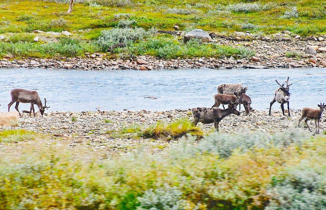 5 Person Holiday Home in Kokelv - Foto 5