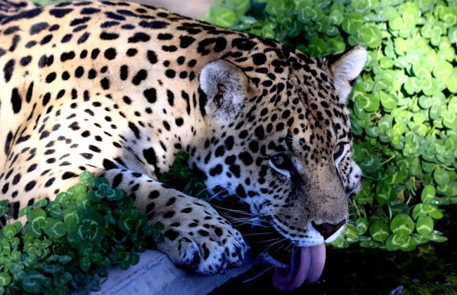 Excursion au Valle del Río Negro + Ecoparc Bubalcó - Photo 2