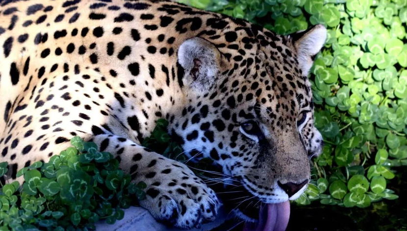 Excursion au Valle del Río Negro + Ecoparc Bubalcó - Photo 2