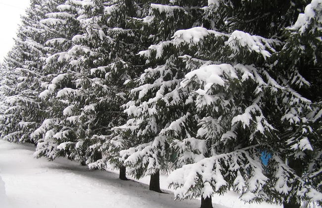 Flora Park Country Club - Foto 19