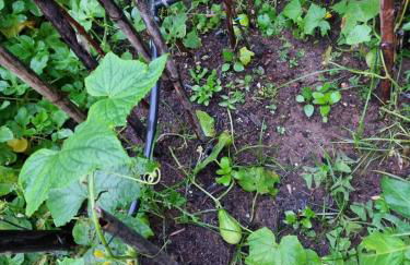 Refúgio Mata Atlântica, Riacho, Piscina, Natureza - Foto 52