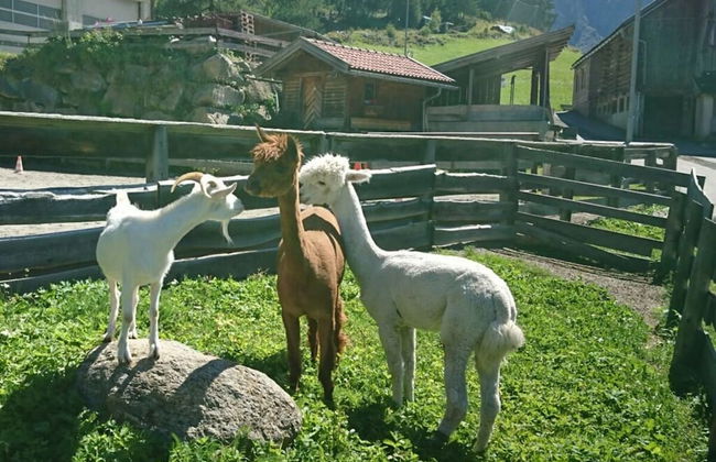 the Veitenhof Comfortable Holiday Residence - Photo 23