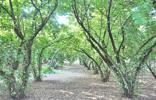 Villa Montecasciano - 8 Sleeps Private Garden - Foto 64