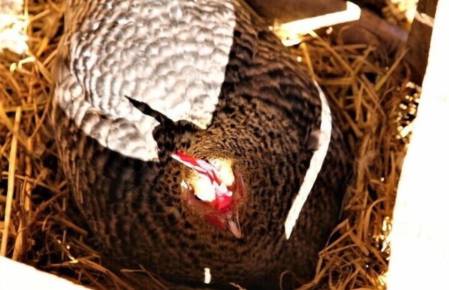 Bio et Bois - Foto 78