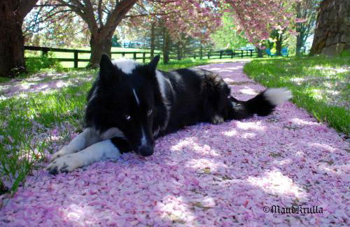 Villa Maud - Foto 46