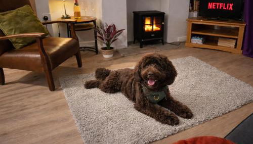 Stamford- Contractors -parking-pets - Foto 5