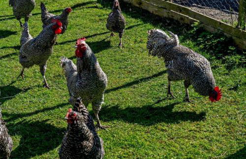 2 Bed in Cross Inn oc-t29117 - Photo 23