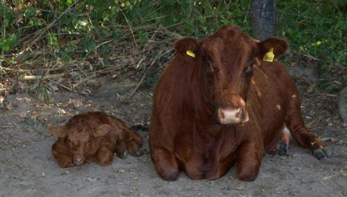 Hof Schubyfeld - Foto 2