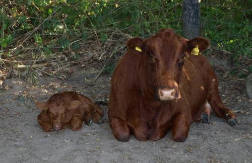 Hof Schubyfeld - Foto 2