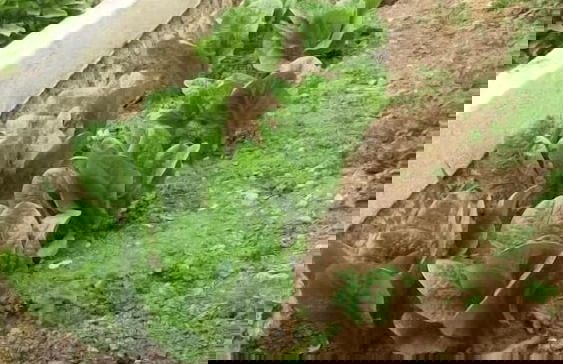 Irene's Studios 1 - Foto 9