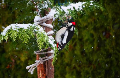 Ferienwohnung Eichkatzel - Foto 54