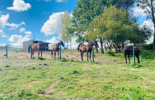 Location maison Mirambeau - 17150 - Foto 19