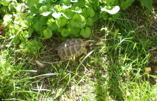 Siesta Apartments - Foto 25