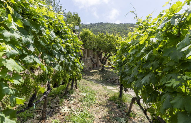 1 bedroom House in Vallebona with garden and terrace - Photo 23