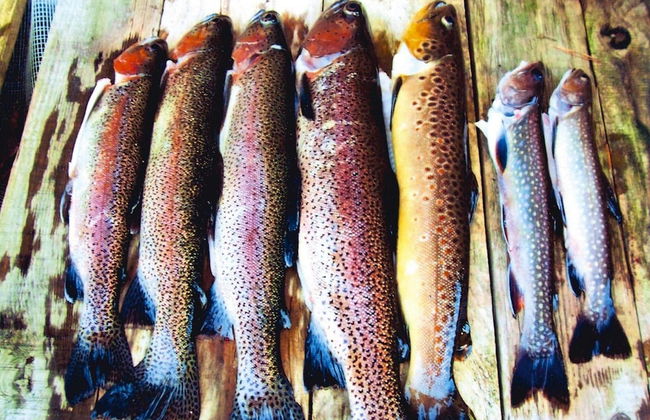 Apartment in a Charming Location on Forellenhof, Zorn Valley, Dabo - Foto 36