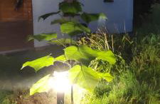 Domek SADKOWO - wśród jabłoni , balia ogrodowa dodatkowo płatna - Photo 42