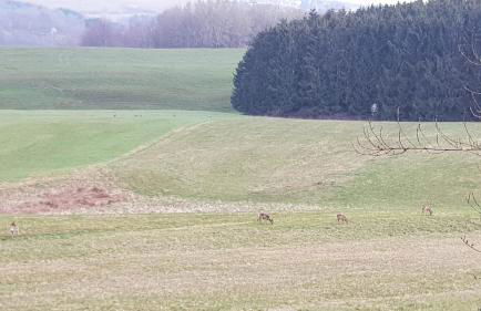 Apartment Naturblick Hollywood - Foto 26