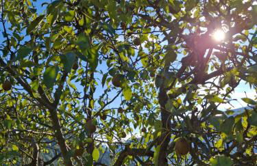 OBERBUCHFELDER historic farmhouse - Photo 52