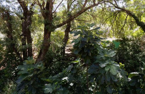 Cortijo el Chaparro - Foto 30