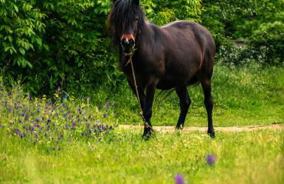 Casa do Marujo e Casa do Mirone - Foto 58