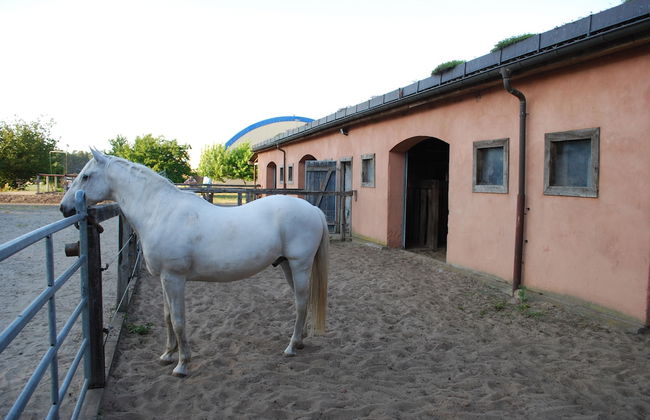 Ferienwohnung auf Pferdehof bei Neustadt - Foto 26