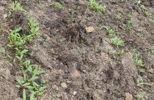 Agroturystyka Zielony Domek - Apartament na wyłączność, slow life, staw, oswojone zwierzęta gospodarskie, posiłki z własnych eko produktów - Foto 36