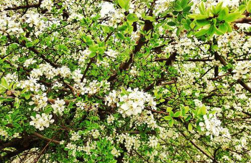 Anna's Stone House - Foto 59