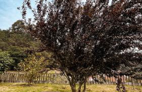 Terra Alta do Furnia - Foto 7