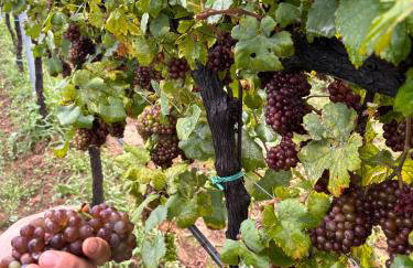 Agriturismo Crak Tenuta Bembo - Foto 21