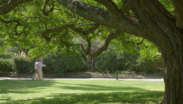 Visita guiada por Brisbane - Foto 4, Jardín botánico de Brisbane
