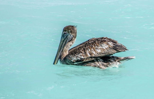 Alquiler de dónut barco - Foto 6