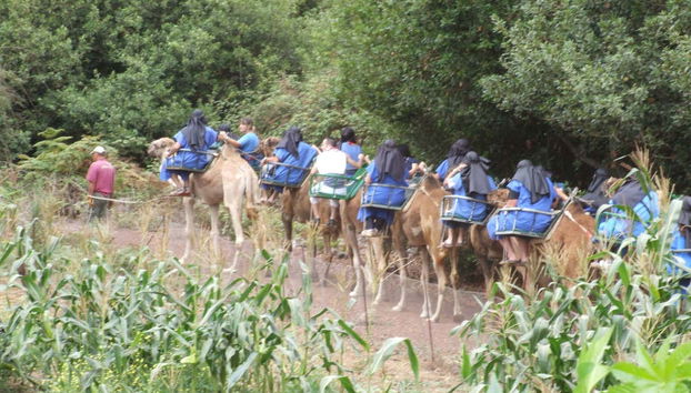 Tour in cammello a El Tanque
