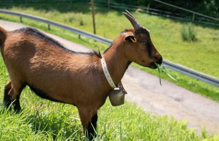 Springhansenhof - Foto 9