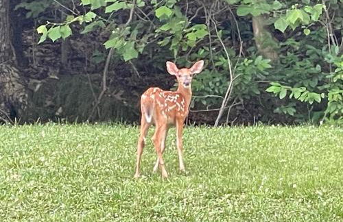 STAIRS OPTIONAL! Lakefront! Pool! On Water! Convenient Fishing! - Photo 31