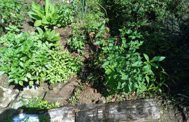 Berkey's Jungle Paradise - Photo 80