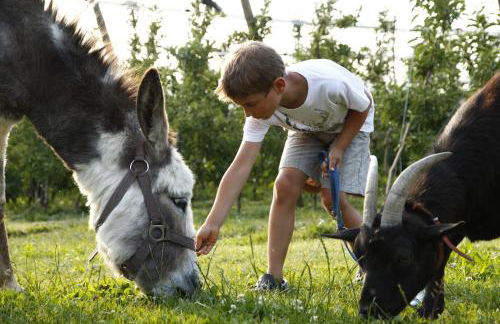 FERIENHOF KATZENMAIER, Bauernhof- und Familienurlaub am BODENSEE, großzügig wohnen, MESSENAH und teils BARRIEREFREI, Spielangebot für drinnen und draußen, Parkplatz am Haus, gute ÖPNV-Anbindung - Foto 25