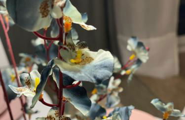 Hafida's Dream - Foto 16