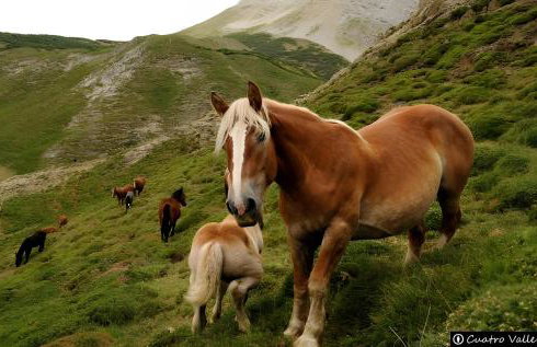 El Mirador de Babia - Photo 8