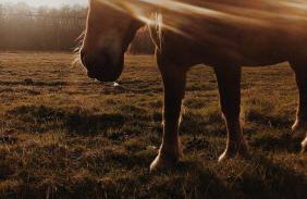 Domki Czarny Bocian - Foto 57