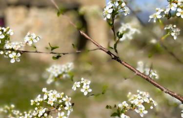 Masia la Oliva - Photo 29
