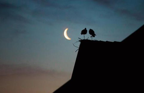 Siedlisko Przy Lesie Alpaka 3 - Foto 59