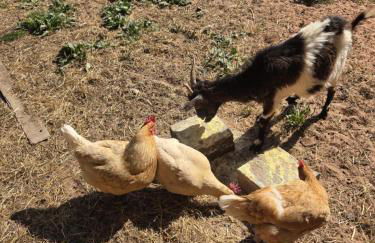 LA PARENTHÈSE AU PAYS DU VERT - Foto 32