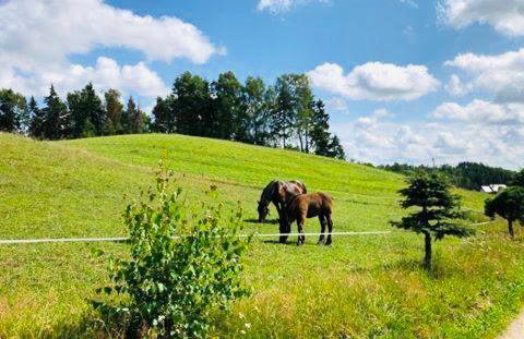 Domki Eden z Ballią - Foto 47
