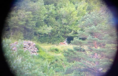 CALMFRANC ático abuhardillado con vistas al río y la montaña Avistamiento de ciervos en Canfranc Pueblo - Foto 32