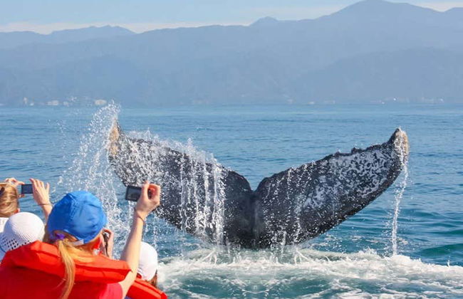 Avvistamento di balene a Puerto Vallarta - Foto 4