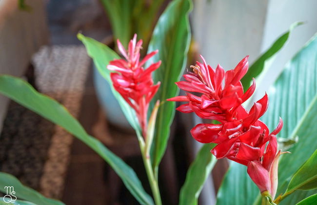 Maison Que - Foto 49