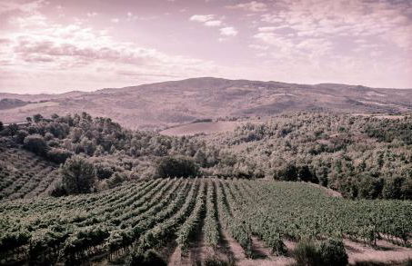 Agriturismo Fattoria di Monticello - Foto 63